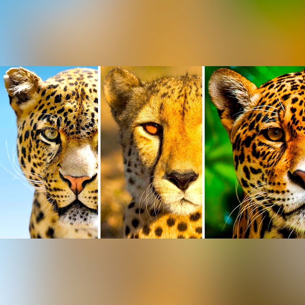 🐆 LESSON 101 🐆 Info About Wild Cat Prints. Leopards, Cheetahs, and Jaguars.